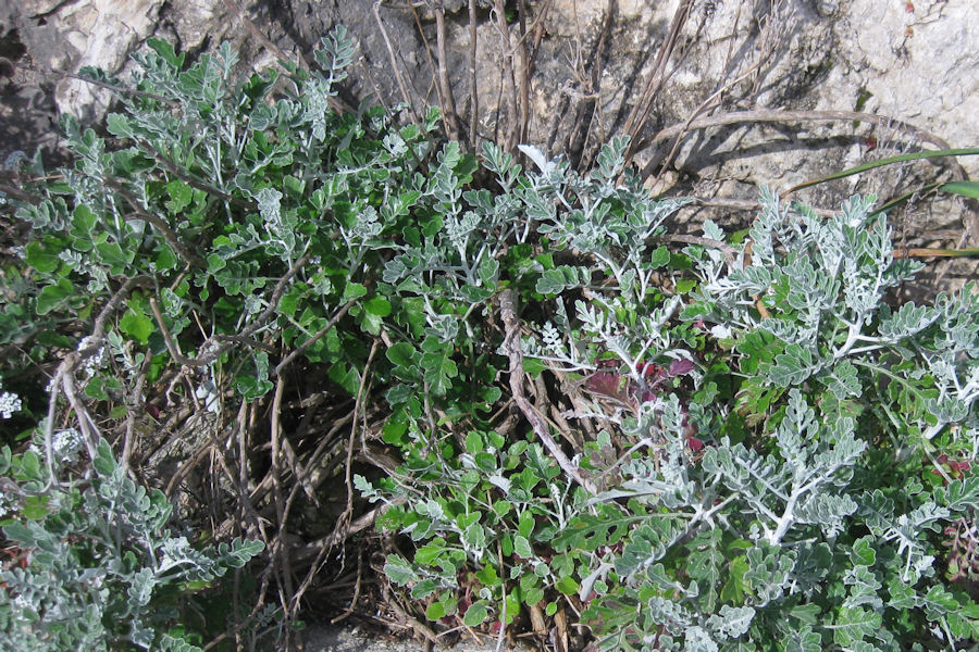 Jacobaea maritima subsp. sicula / Senecione siciliano
